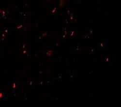 MYT1L Antibody - BSA Free, Novus Biologicals 0.1 mg; Unconjugated:Antibodies,