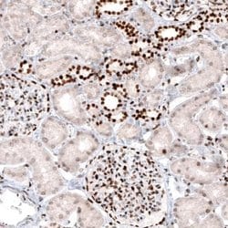 Macro H2A.2 Antibody (CL5263), Novus Biologicals 25 &mu;L:Antibodies, Monoclonal