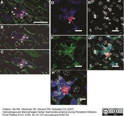 Macrophage Rat anti-Mouse, Clone: MOMA-2, Novus Biologicals 0.05 mg; Unconjugated:Antibodies,