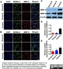 Macrophage Rat anti-Mouse, Clone: MOMA-2, Novus Biologicals 0.05 mg; Unconjugated:Antibodies,