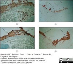 Macrophage Rat anti-Mouse, Clone: MOMA-2, Novus Biologicals 0.05 mg; Unconjugated:Antibodies,