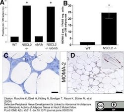 Macrophage Rat anti-Mouse, Clone: MOMA-2, Novus Biologicals 0.05 mg; Unconjugated:Antibodies,
