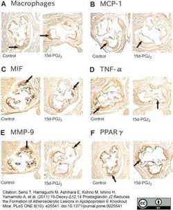 Macrophage Rat anti-Mouse, Clone: MOMA-2, Novus Biologicals 0.05 mg; Unconjugated:Antibodies,