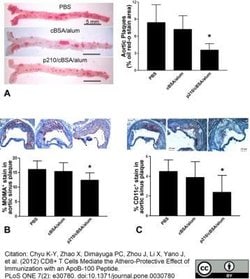 Macrophage Rat anti-Mouse, Clone: MOMA-2, Novus Biologicals 0.05 mg; Unconjugated:Antibodies,