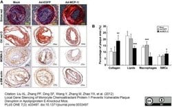 Macrophage Rat anti-Mouse, Clone: MOMA-2, Novus Biologicals 0.05 mg; Unconjugated:Antibodies,