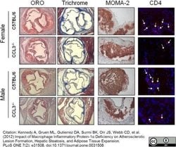 Macrophage Rat anti-Mouse, Clone: MOMA-2, Novus Biologicals 0.05 mg; Unconjugated:Antibodies,