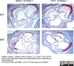 Macrophage Rat anti-Mouse, Clone: MOMA-2, Novus Biologicals 0.05 mg; Unconjugated:Antibodies,