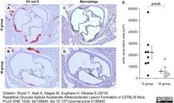 Macrophage Rat anti-Mouse, Clone: MOMA-2, Novus Biologicals 0.05 mg; Unconjugated:Antibodies,
