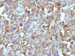 Macrophage and Histiocytoma Marker Antibody (D11), Novus Biologicals:Antibodies:Primary