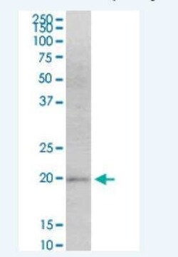 MafF Antibody (1F8), Novus Biologicals 100 &mu;g | Buy Online | Novus Biologicals | Fisher Scientific