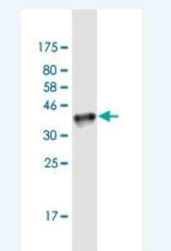 MafF Antibody (1F8), Novus Biologicals 100 &mu;g | Buy Online | Novus Biologicals | Fisher Scientific