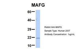 MafG Rabbit anti-Human, Mouse, Polyclonal, Novus Biologicals 0.1ml; Unconjugated:Antibodies,