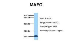 MafG Rabbit anti-Human, Rat, Polyclonal, Novus Biologicals 0.1ml; Unconjugated:Antibodies,