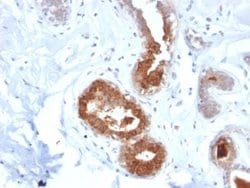 Mammaglobin A Antibody (MGB/2123R) - Azide and BSA Free, Novus Biologicals