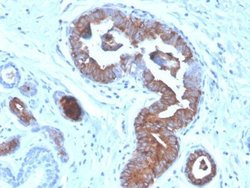 Mammaglobin A Antibody (MGB/4056) - Azide and BSA Free, Novus Biologicals