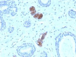 Mammaglobin A Antibody (MGB/4056) - Azide and BSA Free, Novus Biologicals