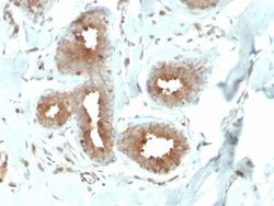 Mammaglobin A Antibody (MGB/4057R) - Azide and BSA Free, Novus Biologicals