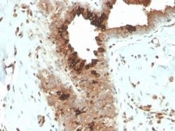 Mammaglobin A Antibody (MGB/4057R) - Azide and BSA Free, Novus Biologicals