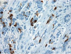Mammaglobin A Antibody (EPR9092), Novus Biologicals 500 &mu;L; Unconjugated:Antibodies,