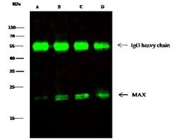 Max Antibody, Novus Biologicals 100 &mu;g; Unconjugated:Antibodies, Polyclonal