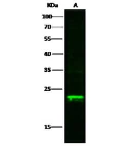 Max Antibody, Novus Biologicals 100 &mu;g; Unconjugated:Antibodies, Polyclonal