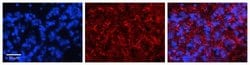 Maxi Potassium channel alpha Antibody, Novus Biologicals 100 &mu;L; Unconjugated:Antibodies,