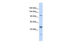 Maxi Potassium channel alpha Antibody, Novus Biologicals 100 &mu;L; Unconjugated:Antibodies,