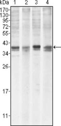 Mcl-1 Antibody (8C6) - BSA Free, Novus Biologicals 0.1 mL; Unconjugated:Antibodies,