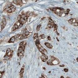 Mcl-1 Antibody (CL1128), Novus Biologicals 25 &mu;L | Buy Online | Novus Biologicals | Fisher Scientific