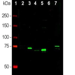 MeCP2 Antibody, Novus Biologicals 50 &mu;g; Unconjugated:Antibodies, Polyclonal