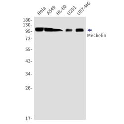 Meckelin Antibody (S07-2A4), Novus Biologicals 100 &mu;g; Unconjugated:Antibodies,