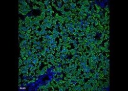 Melan-A/MART-1 Antibody (DT101 + BC199) - Azide and BSA Free, Novus Biologicals 100 &mu;g | Buy Online | Novus Biologicals | Fisher Scientific
