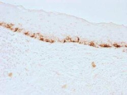 Melan-A/MART-1 Antibody (M2-7C10), Novus Biologicals:Antibodies:Primary