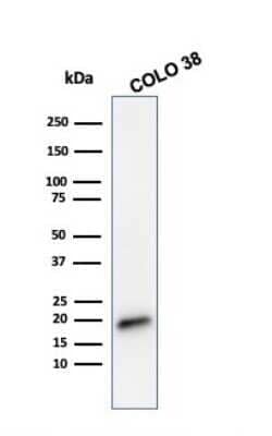 Melan-A/MART-1 Antibody (MLANA/788), Novus Biologicals 0.02 mg | Buy Online | Novus Biologicals | Fisher Scientific