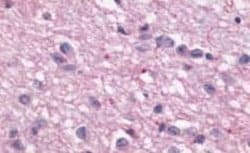 Melatonin R1A/MT1/MTNR1A Antibody, Novus Biologicals 50 &mu;g; Unconjugated:Antibodies,