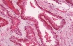 Melatonin R1A/MT1/MTNR1A Antibody, Novus Biologicals 50 &mu;g; Unconjugated:Antibodies,