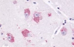 Melatonin R1A/MT1/MTNR1A Antibody, Novus Biologicals 50 &mu;g; Unconjugated:Antibodies,