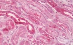 Melatonin R1A/MT1/MTNR1A Antibody, Novus Biologicals 50 &mu;g; Unconjugated:Antibodies,