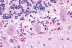 Melatonin Receptor 1B Antibody, Novus Biologicals 50 &mu;g; Unconjugated:Antibodies,