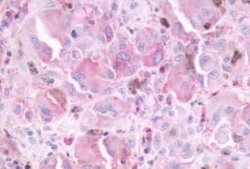 Melatonin Receptor 1B Antibody, Novus Biologicals 50 &mu;g; Unconjugated:Antibodies,