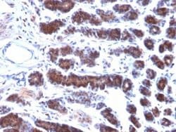 Mesothelin Antibody (MSLN/2131) - Azide and BSA Free, Novus Biologicals
