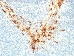 Mesothelin Antibody (MSLN/2131) - Azide and BSA Free, Novus Biologicals