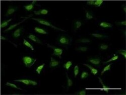 Metallothionein-2A Antibody (6G2), Novus Biologicals 0.1 mg | Buy Online | Novus Biologicals | Fisher Scientific