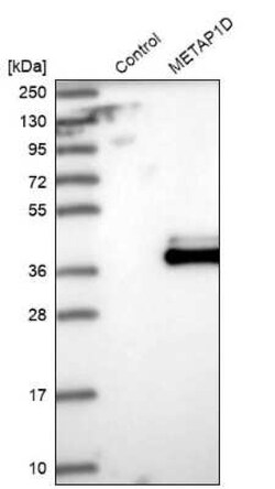 Methionine Aminopeptidase 1D/MAP1D Antibody, Novus Biologicals:Antibodies:Primary