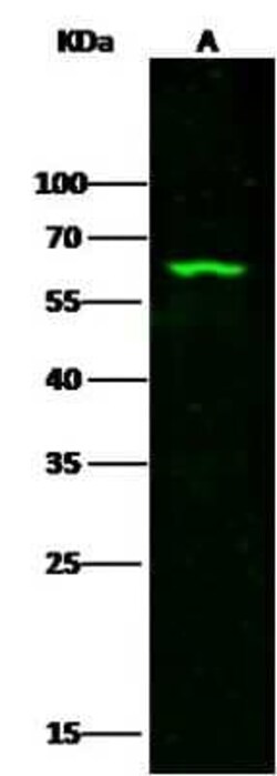 Methionine Aminopeptidase 2/METAP2 Antibody, Novus Biologicals 100 &mu;g,