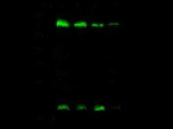 Methionine Aminopeptidase 2/METAP2 Antibody, Novus Biologicals 100 &mu;g;