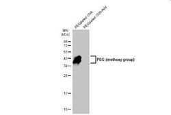 Methoxypolyethylene Glycol Antibody (HL1020), Novus Biologicals 100 &mu;g;
