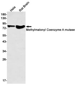 Methylmalonyl Coenzyme A mutase Antibody (S05-3G4), Novus Biologicals 50