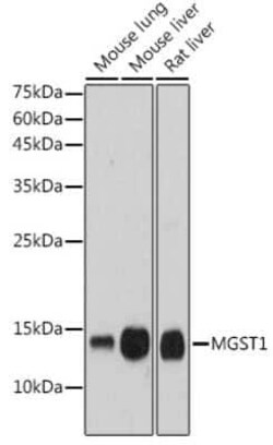 Microsomal Glutathione S-transferase 1 Rabbit anti-Human, Mouse, Rat, Clone: