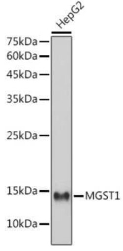Microsomal Glutathione S-transferase 1 Rabbit anti-Human, Mouse, Rat, Clone: